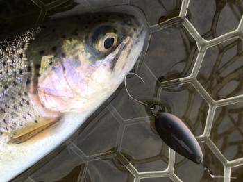 フィッシング サンクチュアリ 釣果