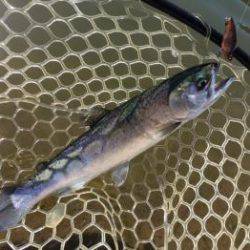 フィッシング サンクチュアリ 釣果