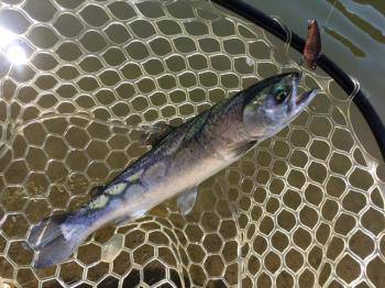 フィッシング サンクチュアリ 釣果