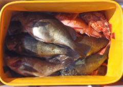 フィッシング　キッタカ 釣果