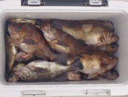 フィッシング キッタカ 釣果