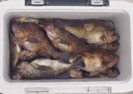 フィッシング キッタカ 釣果