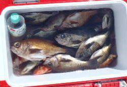 フィッシング　キッタカ 釣果