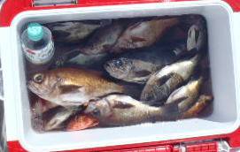 フィッシング　キッタカ 釣果