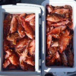 フィッシング　キッタカ 釣果