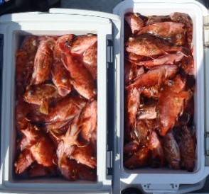 フィッシング　キッタカ 釣果