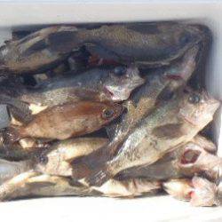 フィッシング　キッタカ 釣果