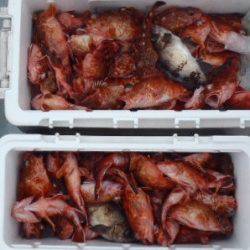 フィッシング キッタカ 釣果