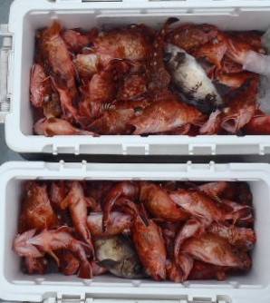 フィッシング キッタカ 釣果