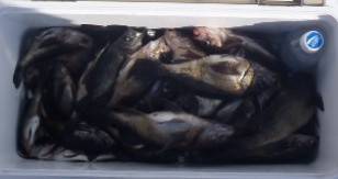 フィッシング　キッタカ 釣果