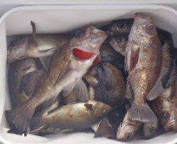 フィッシング　キッタカ 釣果