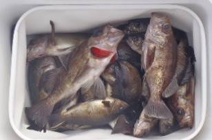 フィッシング　キッタカ 釣果