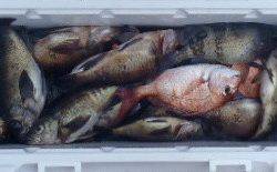 フィッシング キッタカ 釣果