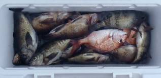 フィッシング キッタカ 釣果