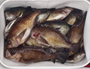 フィッシング　キッタカ 釣果