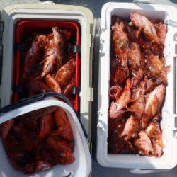 フィッシング　キッタカ 釣果