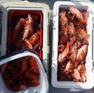 フィッシング　キッタカ 釣果