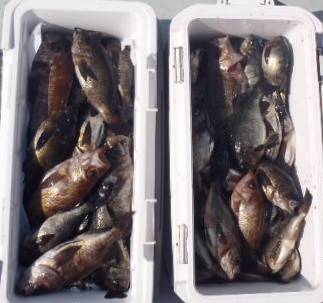 フィッシング　キッタカ 釣果