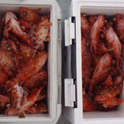 フィッシング キッタカ 釣果