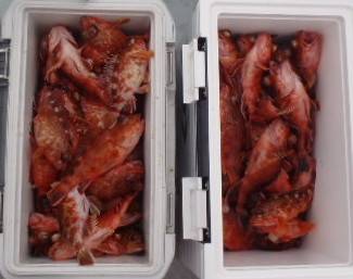 フィッシング キッタカ 釣果