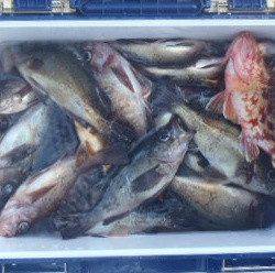 フィッシング キッタカ 釣果