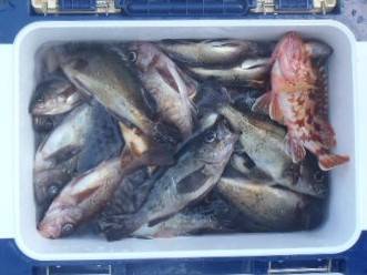 フィッシング　キッタカ 釣果