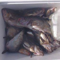 フィッシング キッタカ 釣果