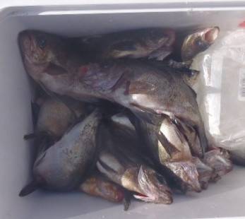 フィッシング キッタカ 釣果