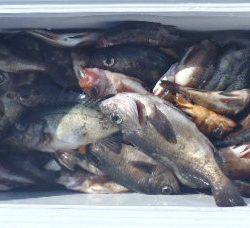 フィッシング キッタカ 釣果