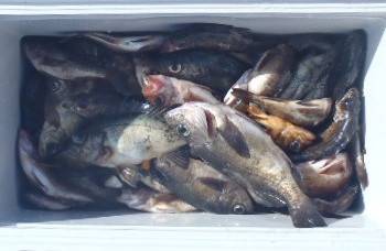 フィッシング キッタカ 釣果