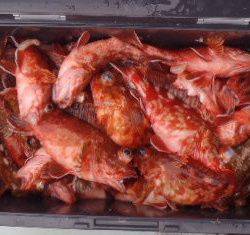 フィッシング キッタカ 釣果