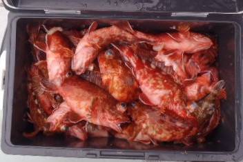 フィッシング キッタカ 釣果