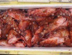 フィッシング キッタカ 釣果