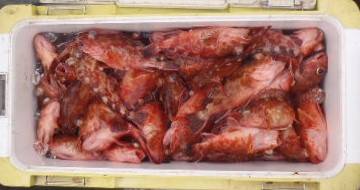 フィッシング　キッタカ 釣果