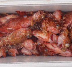 フィッシング　キッタカ 釣果