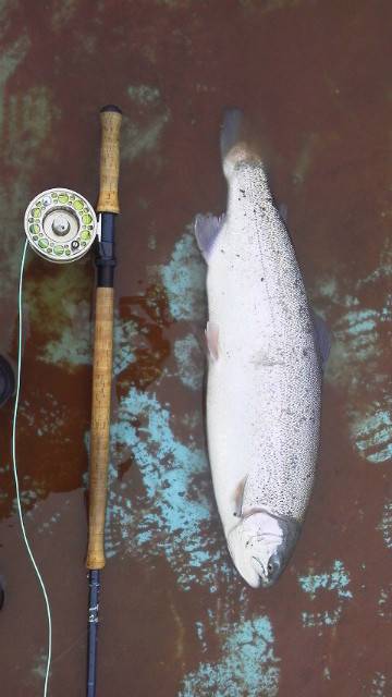 としまえんフィッシングエリア 釣果