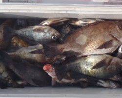 フィッシング　キッタカ 釣果