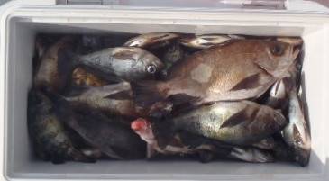 フィッシング　キッタカ 釣果