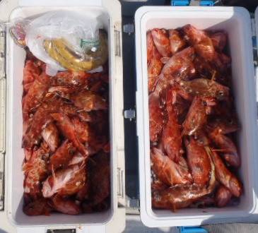 フィッシング　キッタカ 釣果