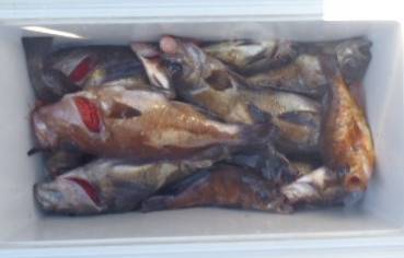 フィッシング　キッタカ 釣果