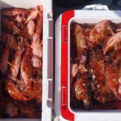 フィッシング　キッタカ 釣果