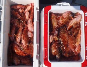 フィッシング　キッタカ 釣果