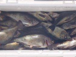 フィッシング キッタカ 釣果