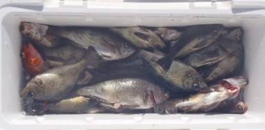 フィッシング キッタカ 釣果