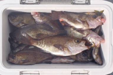 フィッシング　キッタカ 釣果