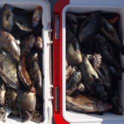 フィッシング　キッタカ 釣果