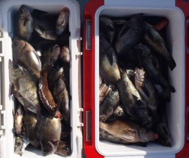 フィッシング　キッタカ 釣果