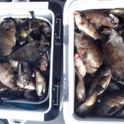 フィッシング　キッタカ 釣果