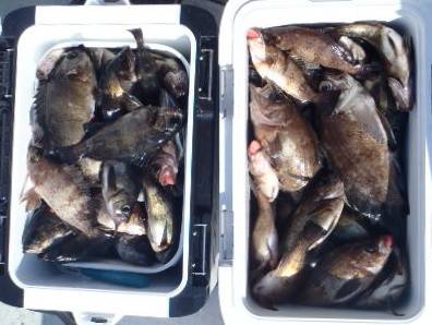 フィッシング　キッタカ 釣果