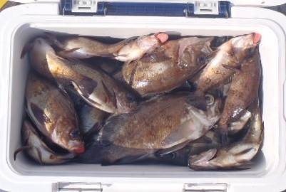 フィッシング　キッタカ 釣果